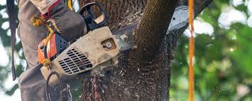 Reliable College Place, WA Tree Removal Services Solutions